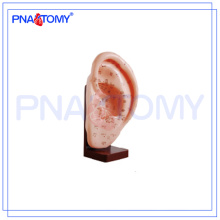 PNT-AM24 anatomical Ear Acupunture Model